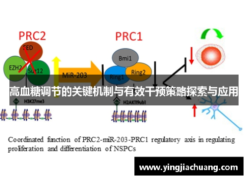 高血糖调节的关键机制与有效干预策略探索与应用